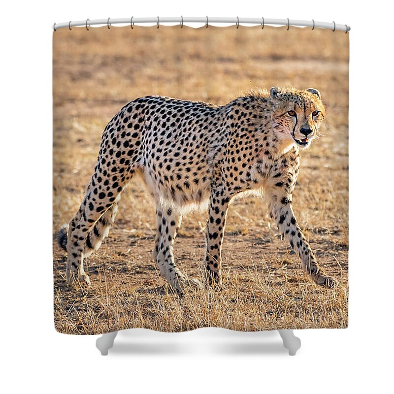 Cheetah Shower Curtain featuring the photograph Backlit Cheetah by Elvira Peretsman
