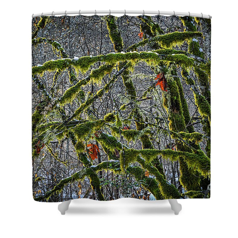 British Columbia Shower Curtain featuring the photograph Backlit mossy maple trees, by Michael Wheatley
