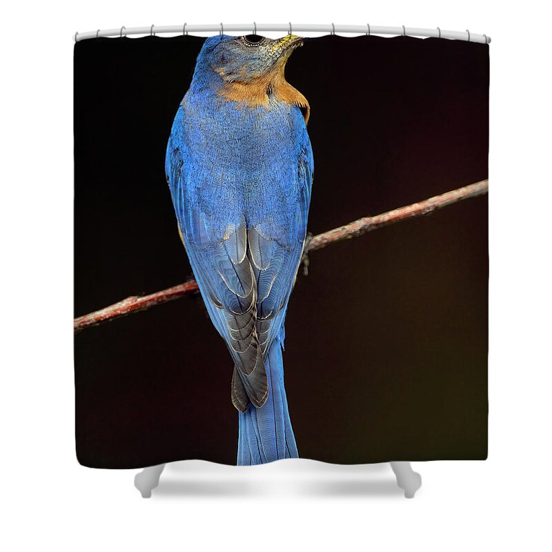 Bird Shower Curtain featuring the photograph Backyard Bluebird by Art Cole