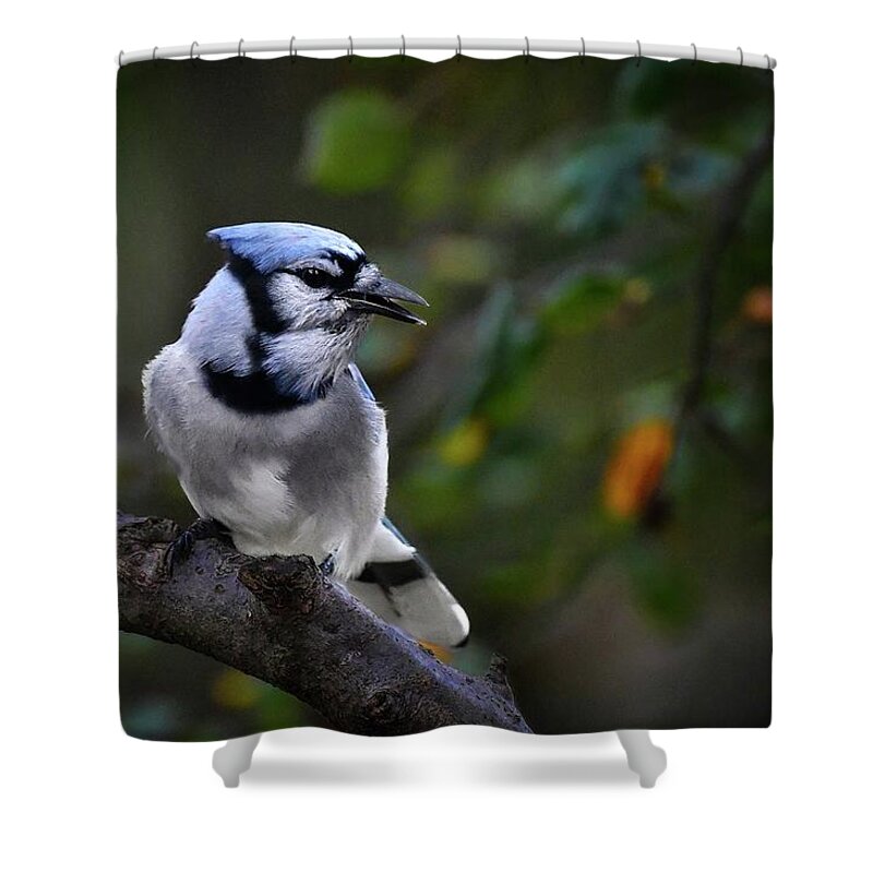 Limited Shower Curtain featuring the photograph Backyard Bully by DArcy Evans