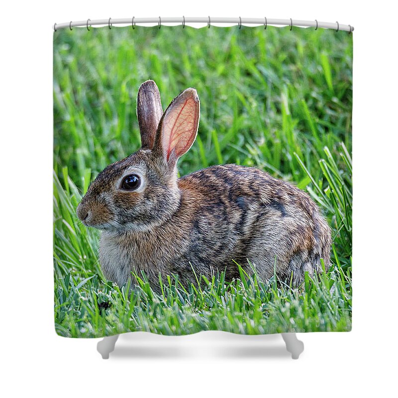 Rabbit Shower Curtain featuring the photograph Backyard Bunny by David Beechum