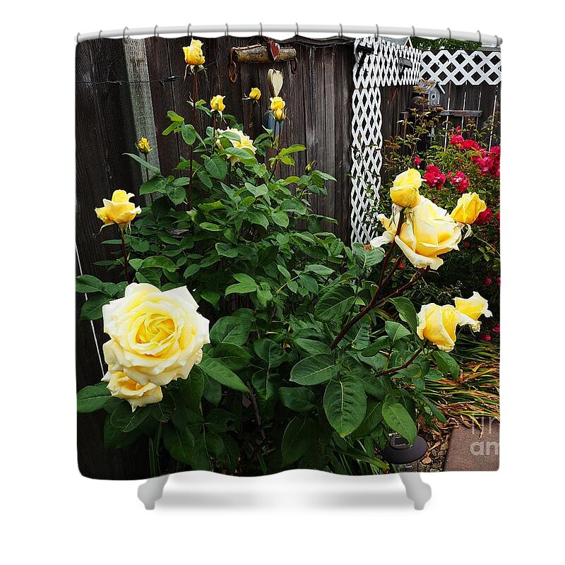 Roses Shower Curtain featuring the photograph Backyard Rose Gathering by Richard Thomas