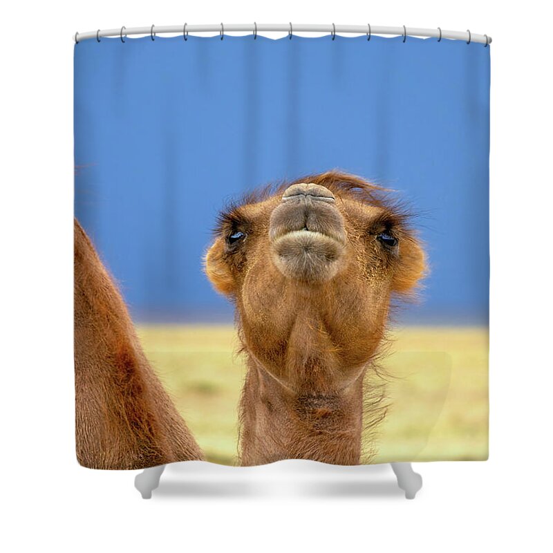Camel Shower Curtain featuring the photograph Bactrian camel portrait in steppe by Mikhail Kokhanchikov