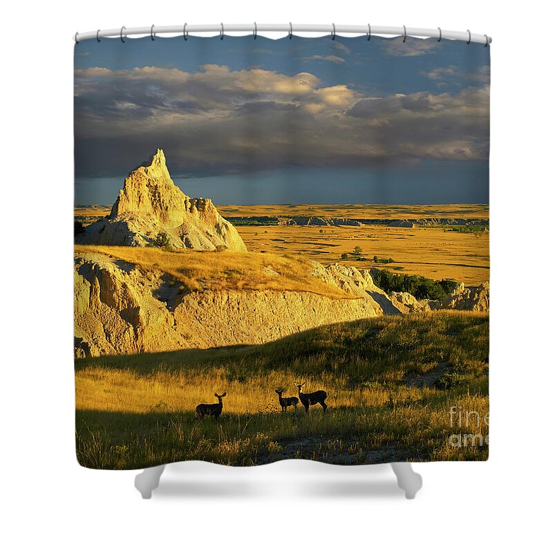 00175613 Shower Curtain featuring the photograph Badlands Mule Deer by Tim Fitzharris