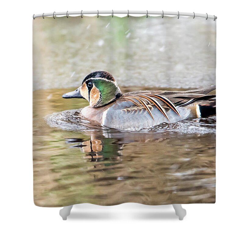 Baikal Teal Shower Curtain featuring the photograph Baikal Teal, a beautiful and rare visitor in Sweden by Torbjorn Swenelius