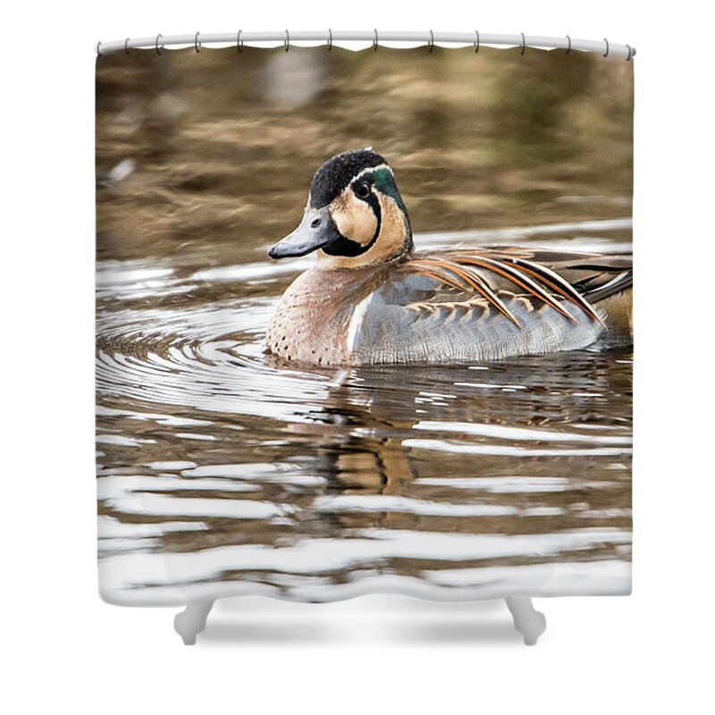 Baikal Teal Shower Curtain featuring the photograph Baikal Teal, a swinning beauty and rare visitor in Sweden by Torbjorn Swenelius