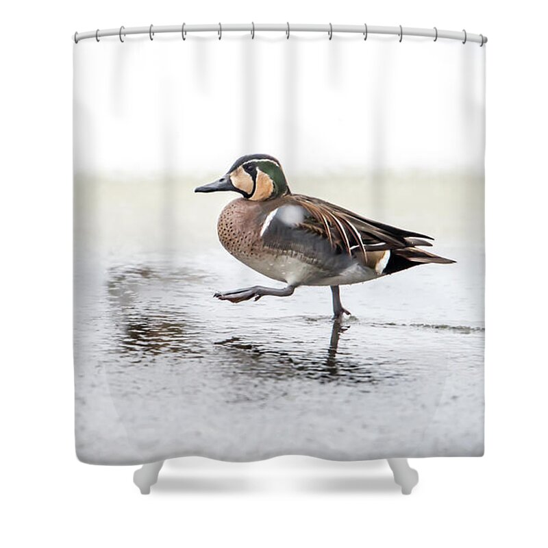 Baikal Teal Shower Curtain featuring the photograph Baikal Teal, the beautiful and rare visitor in Sweden, walks wit by Torbjorn Swenelius