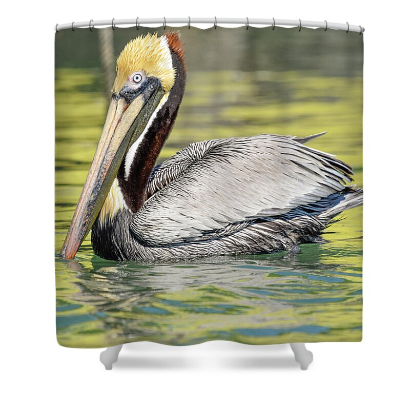 Brown Pelican Shower Curtain featuring the photograph Bait Stand Reflections by Christopher Rice