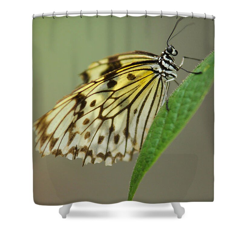 Butterfly Shower Curtain featuring the photograph Balancing Butterfly by Montez Kerr