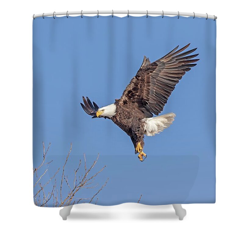 American Bald Eagle Shower Curtain featuring the photograph Bald Eagle 2019-16 by Thomas Young