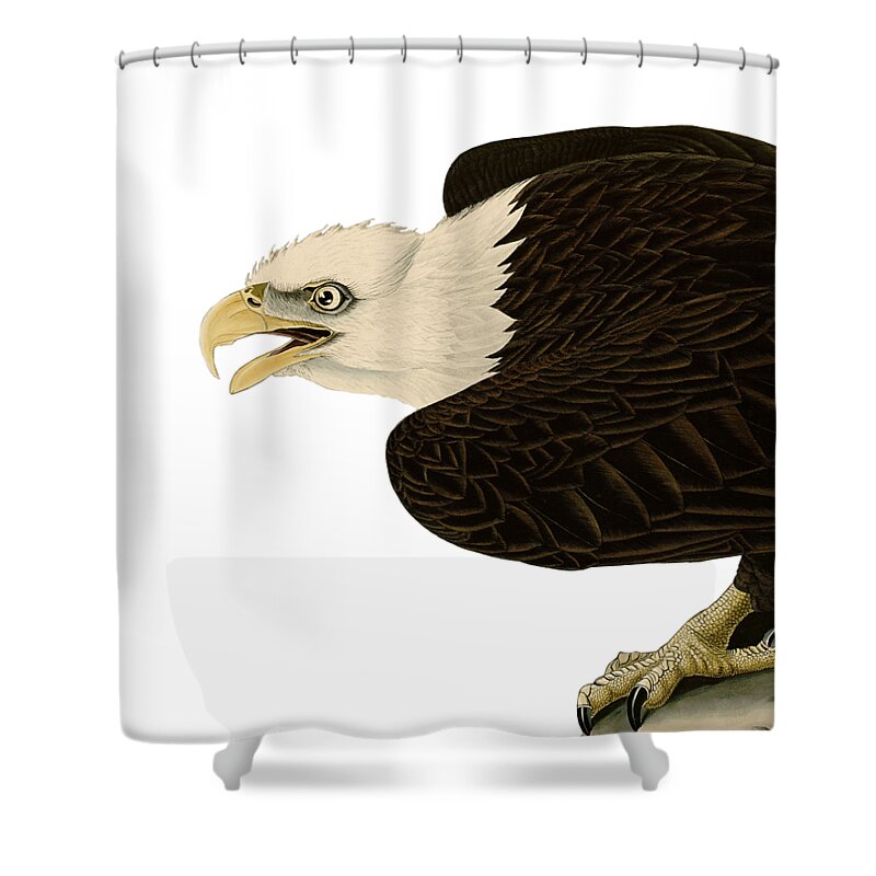 North American Wildlife Drawings Shower Curtains