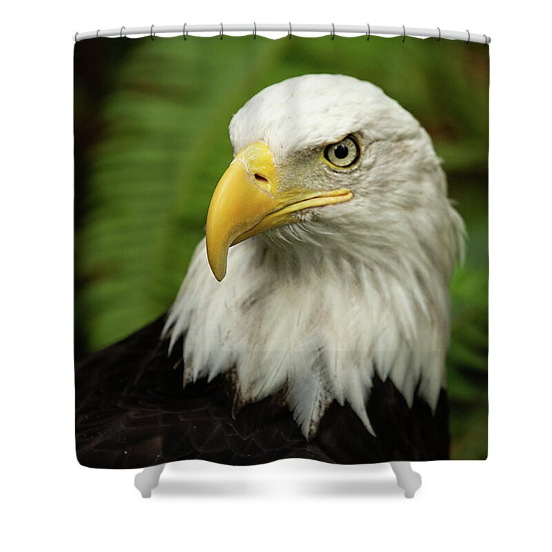Bald Eagle Shower Curtain featuring the photograph Bald Eagle by Bob Cournoyer
