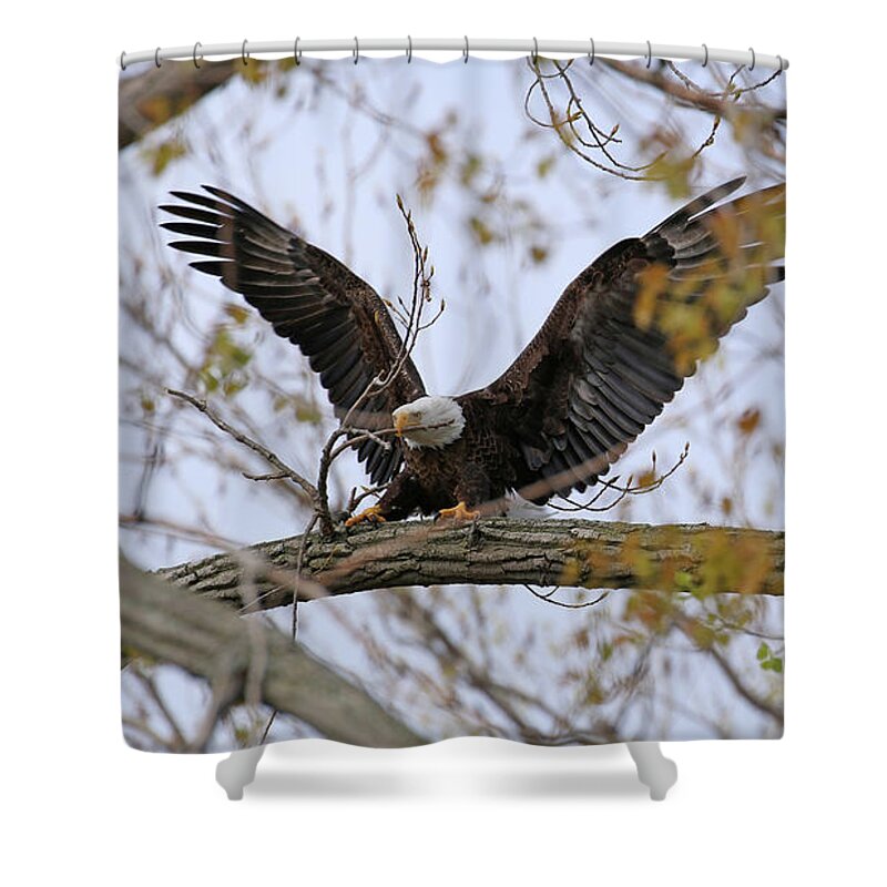 Bald Eagle Shower Curtain featuring the photograph Bald Eagle Breaking Off Branch For Nest 1734 by Jack Schultz