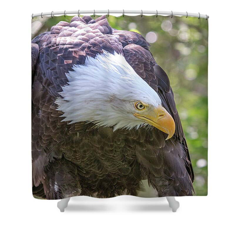 Bald Eagle Shower Curtain featuring the photograph Bald Eagle Face Mask by Dawn Key