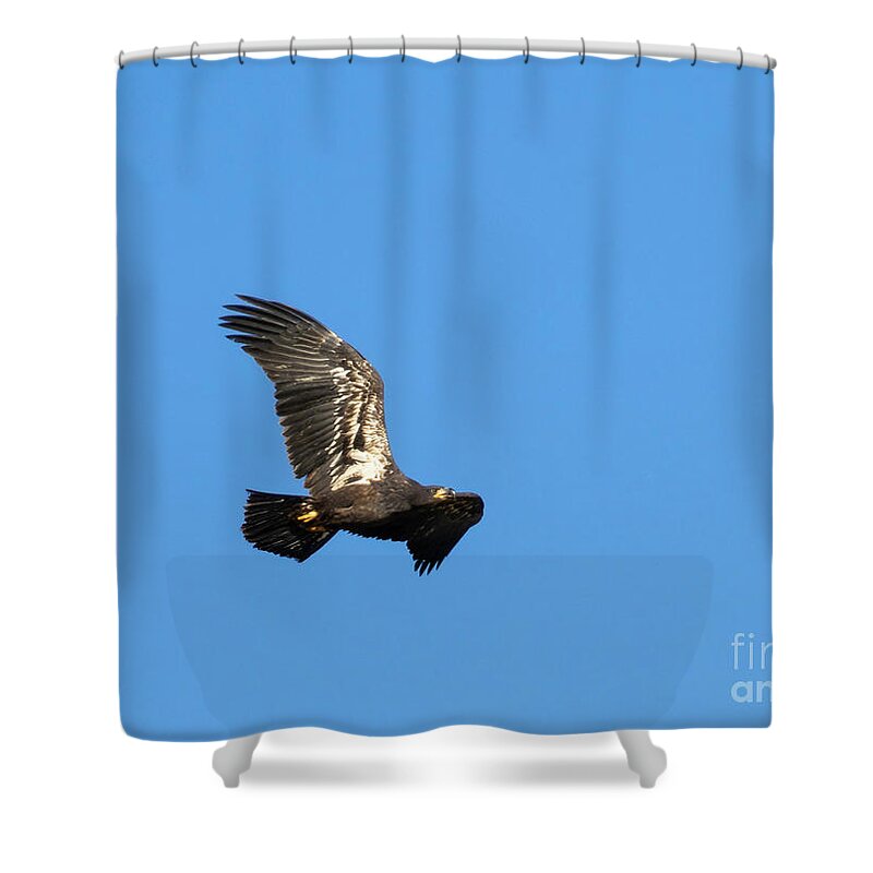 Bald Eagle Shower Curtain featuring the photograph Bald Eagle Fledgling Soaring by Steven Krull