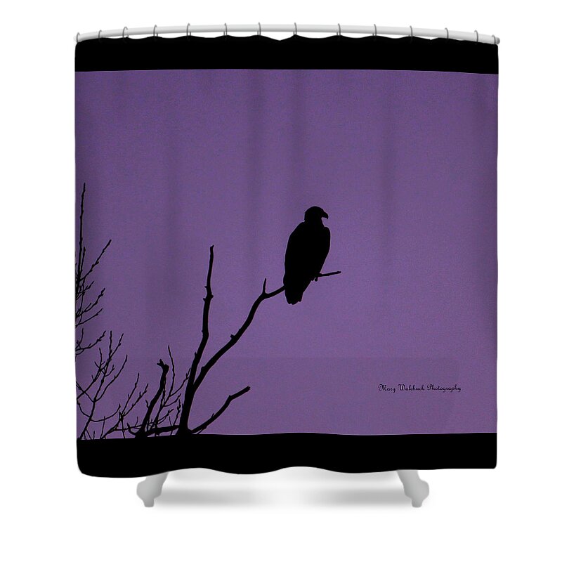 Eagle Shower Curtain featuring the photograph Bald Eagle in Silhouette by Mary Walchuck