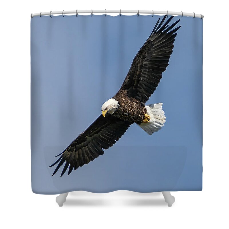 Eagle Shower Curtain featuring the photograph Bald Eagle by James Overesch