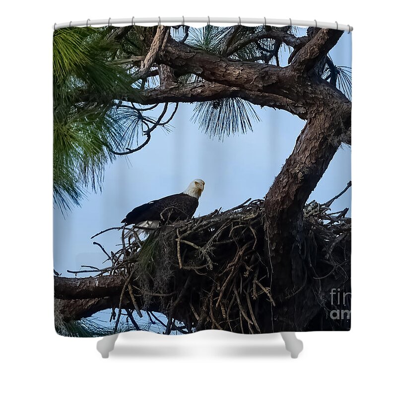 Bald Eagle Shower Curtain featuring the photograph Bald Eagle on a Nest near Holiday Florida by L Bosco