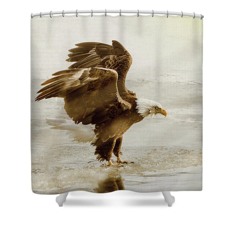 Bird Shower Curtain featuring the photograph Bald Eagle Series #2 Eagle Has Landed by Patti Deters