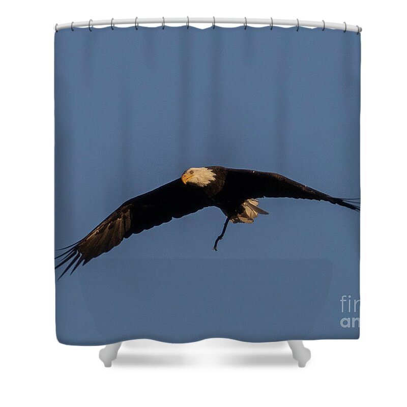 Bald Eagle Shower Curtain featuring the photograph Bald Eagle Soaring by Steven Krull