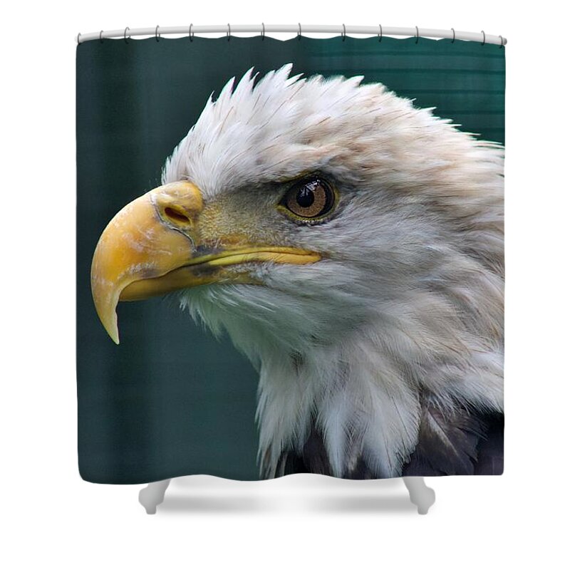 Bald Eagle Shower Curtain featuring the photograph Bald Eagle Stare by Yvonne M Smith