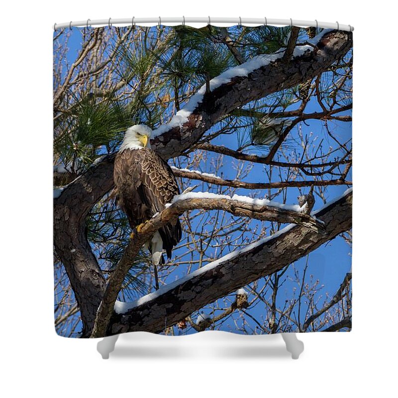 Bald Shower Curtain featuring the photograph Bald Eagle Watching Her Domain by Liza Eckardt