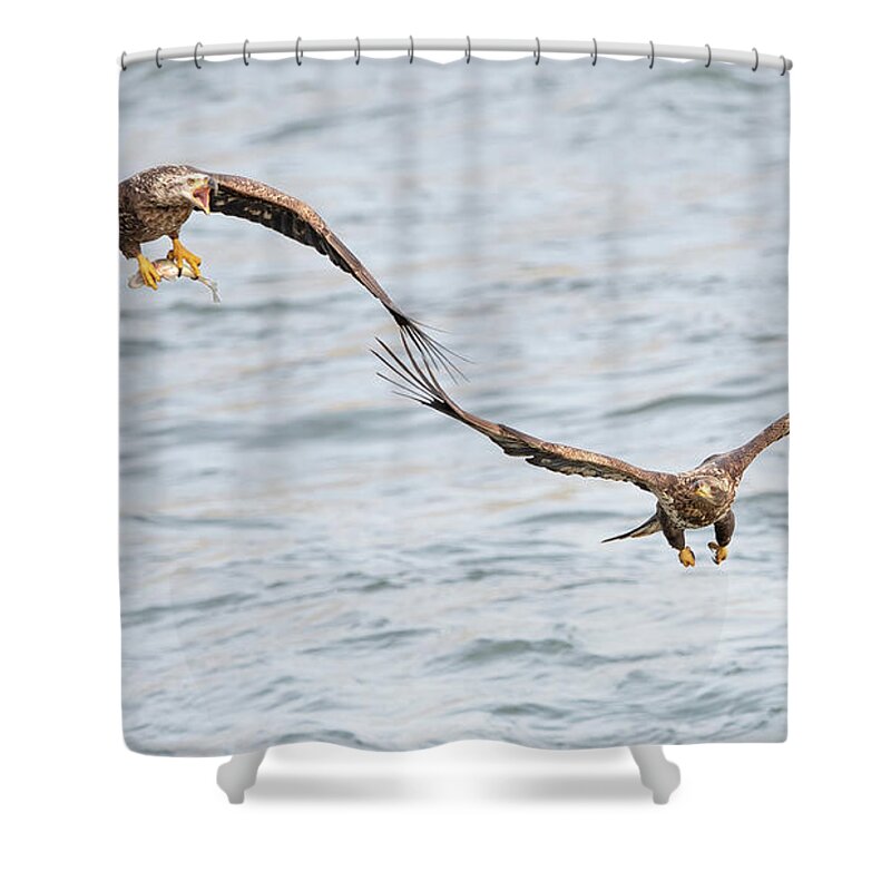 Wildlife Shower Curtain featuring the photograph Bald Eagles Fight For Fish by Rehna George