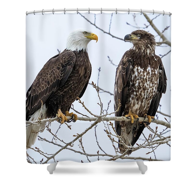 Bald Eagles Shower Curtain featuring the photograph Bald Eagles on Branch by Wesley Aston