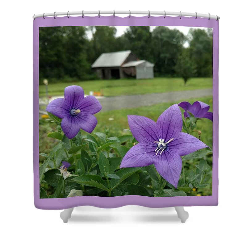 Balloon Flower Shower Curtain featuring the photograph Balloon Flowers and Barn by Vicki Noble