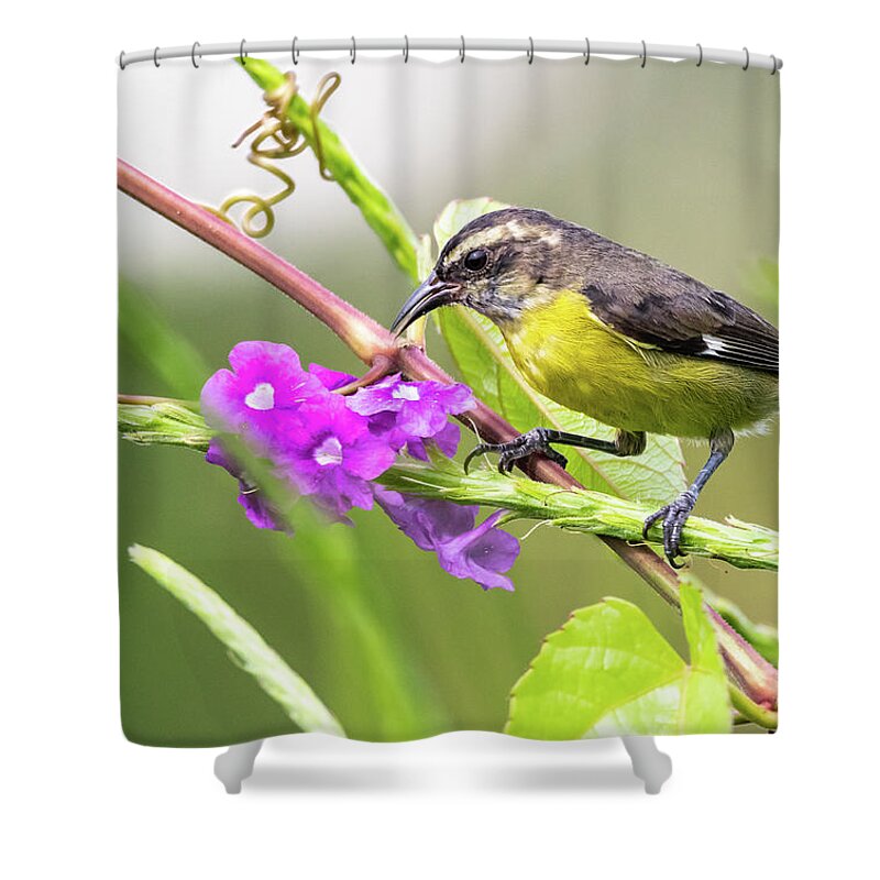  Shower Curtain featuring the photograph Bananaquit by Jim Miller