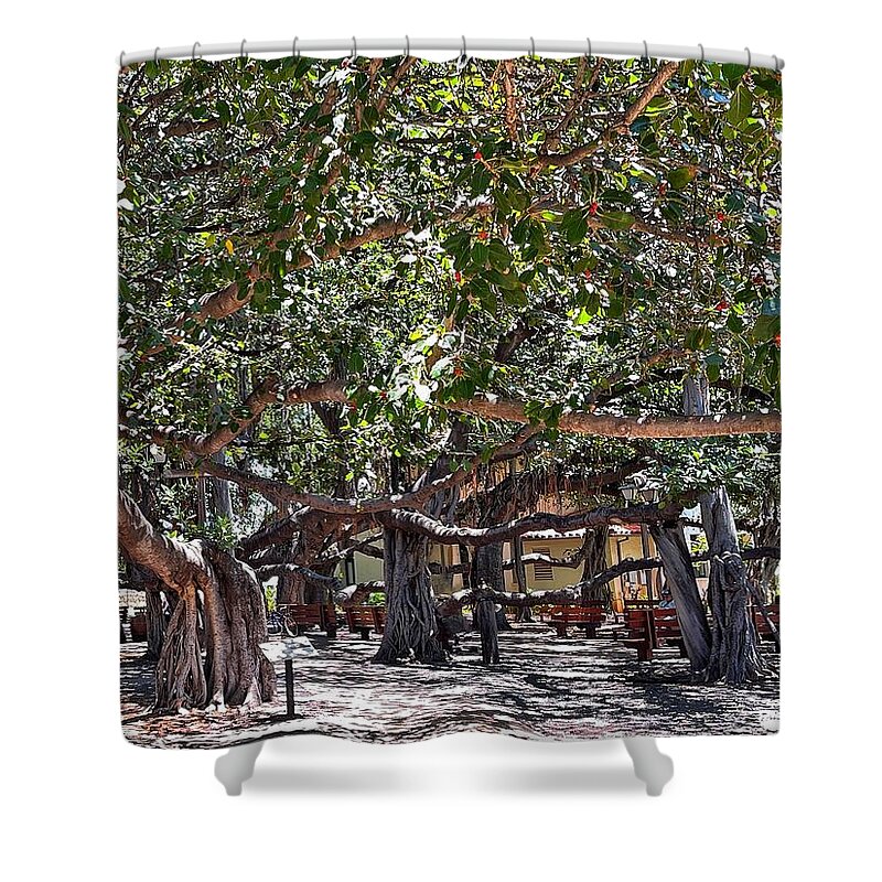 Photograph Shower Curtain featuring the photograph Banyan Tree by Beverly Read
