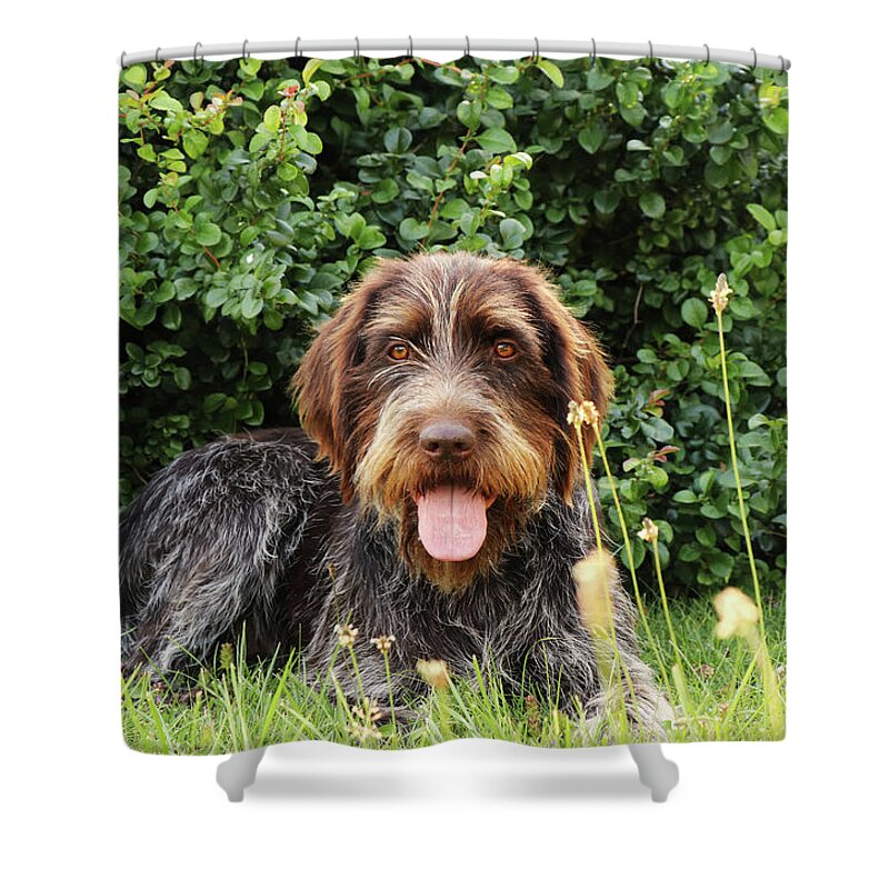 Dog Shower Curtain featuring the photograph Barbu tcheque typical for czech republic lying in shadow during hot summer days. Female dog with tongue out is looking at camera. Outdoor activities. Tired after hunting. Happy expression by Vaclav Sonnek