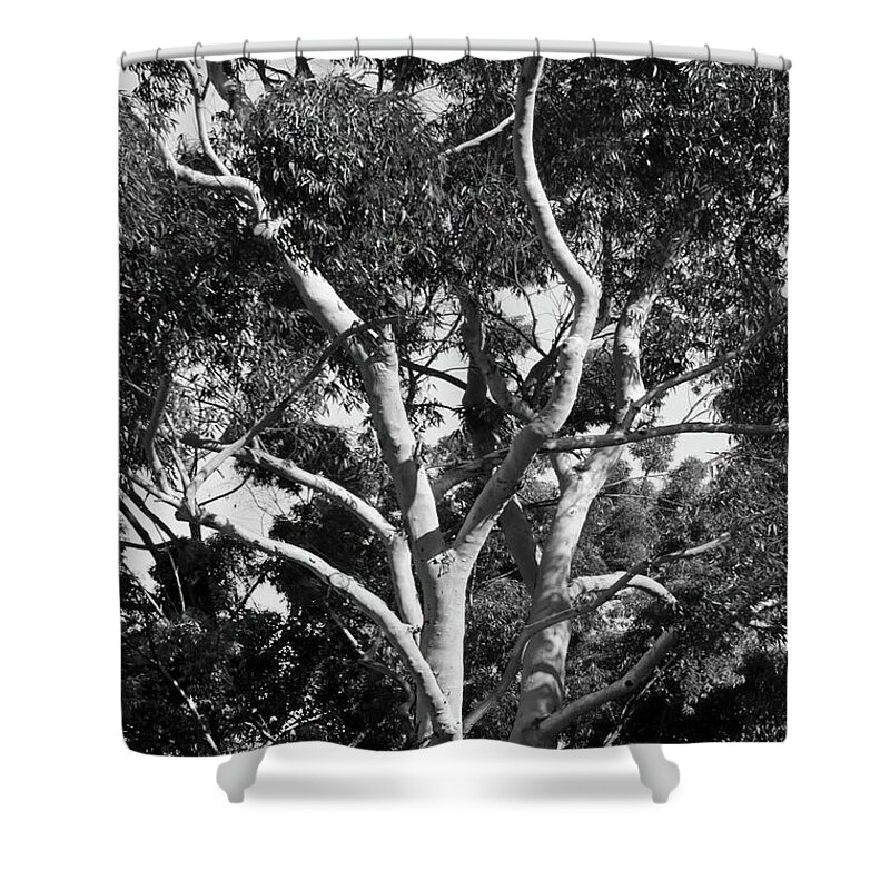 White Tree Trunk Shower Curtain featuring the photograph Barkless Tree by Mike McGlothlen