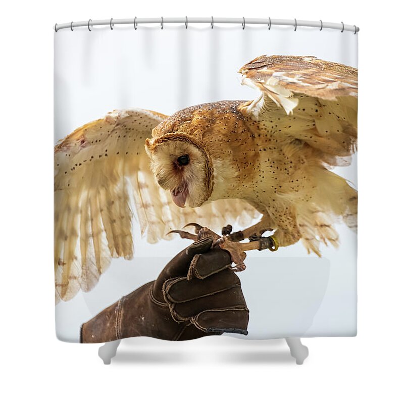Bird Shower Curtain featuring the photograph Barn Owl-1 by John Kirkland