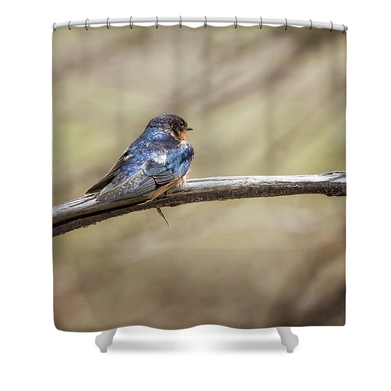 Barn Swallow Shower Curtain featuring the photograph Barn Swallow on a Branch by Belinda Greb