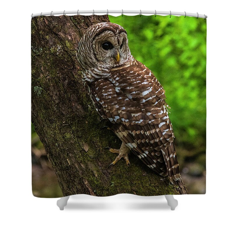 Great Smoky Mountains National Park Shower Curtain featuring the photograph Barred Owl 2 by Melissa Southern