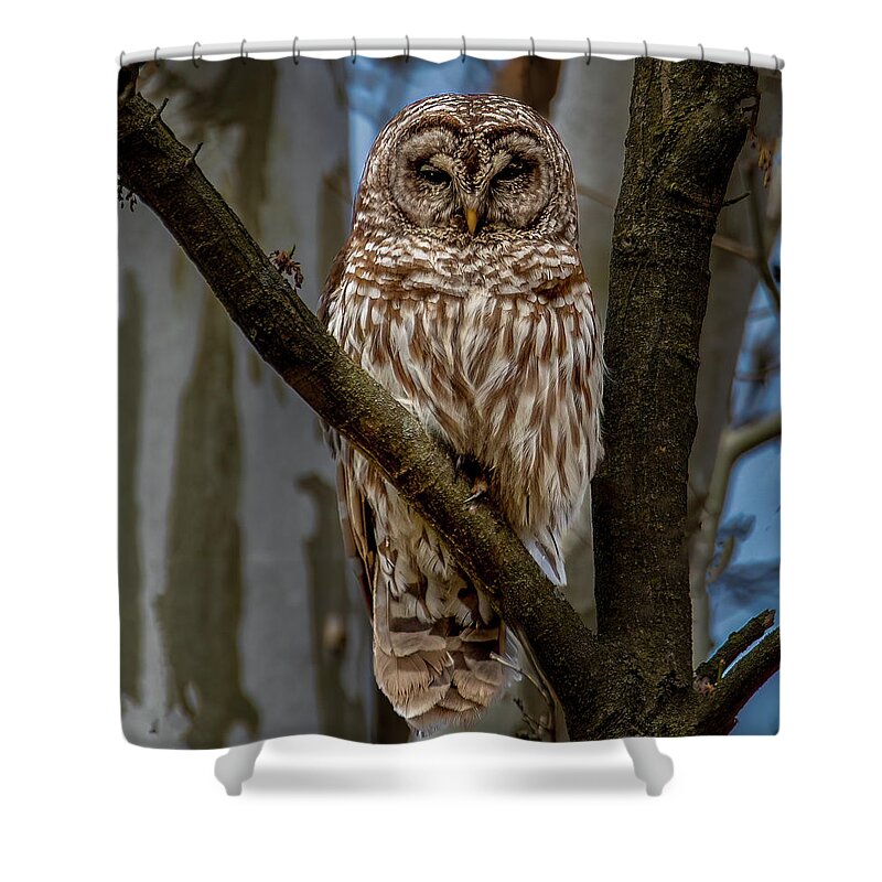 Animal Shower Curtain featuring the photograph Barred Owl by Brian Shoemaker