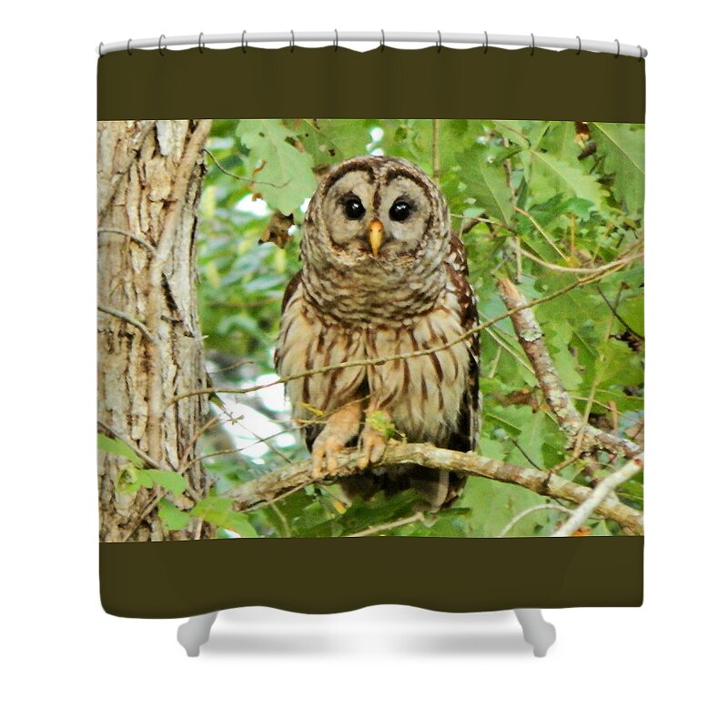 Bird Shower Curtain featuring the photograph Barred Owl by Karen Stansberry