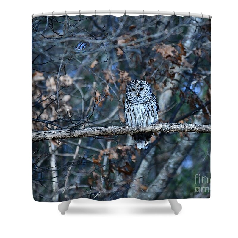 Owls Shower Curtain featuring the photograph Barred Owl by Steve Brown