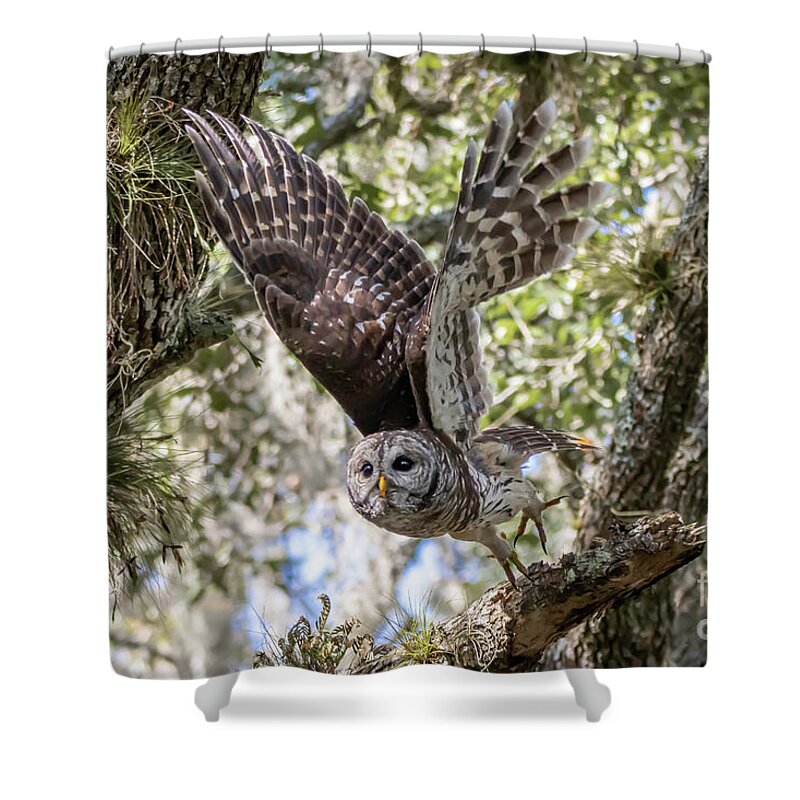 Owl Shower Curtain featuring the photograph Barred Owl Take Off by Tom Claud