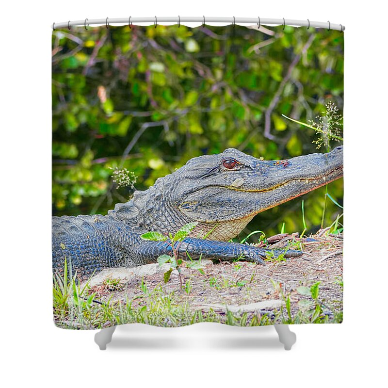 Alligator Shower Curtain featuring the photograph Basking Beauty by Judy Kay