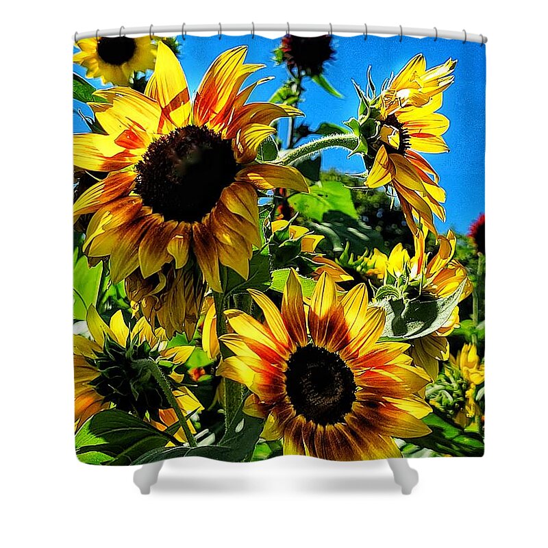 Sunflower Shower Curtain featuring the photograph Basking by Terry Ann Morris