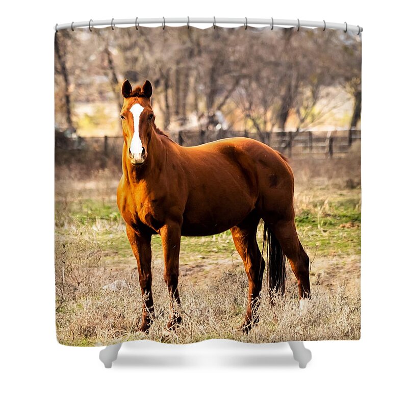 Horse Shower Curtain featuring the photograph Bay Horse 2 by C Winslow Shafer