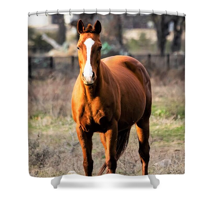 Horse Shower Curtain featuring the photograph Bay Horse 4 by C Winslow Shafer