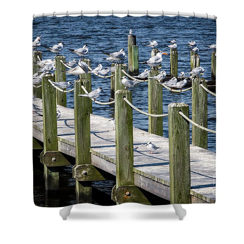 North Carolina Shower Curtain featuring the photograph Beach Birds by Erin Marie Davis
