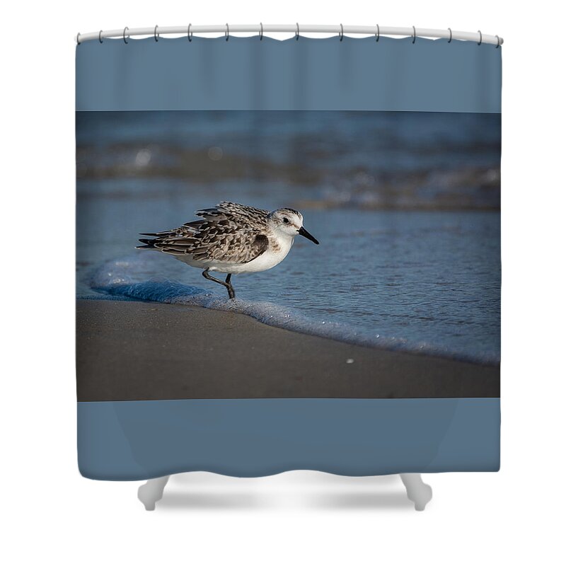 Bird Shower Curtain featuring the photograph Beach Bully by Linda Bonaccorsi