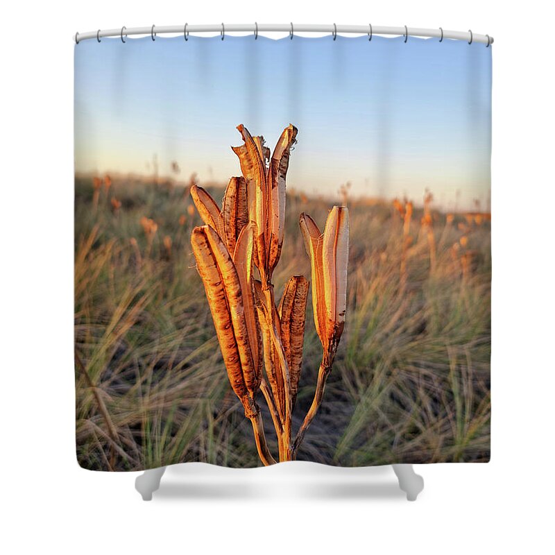 Beach Shower Curtain featuring the photograph Beach Lily Pods by Tracey Lee Cassin