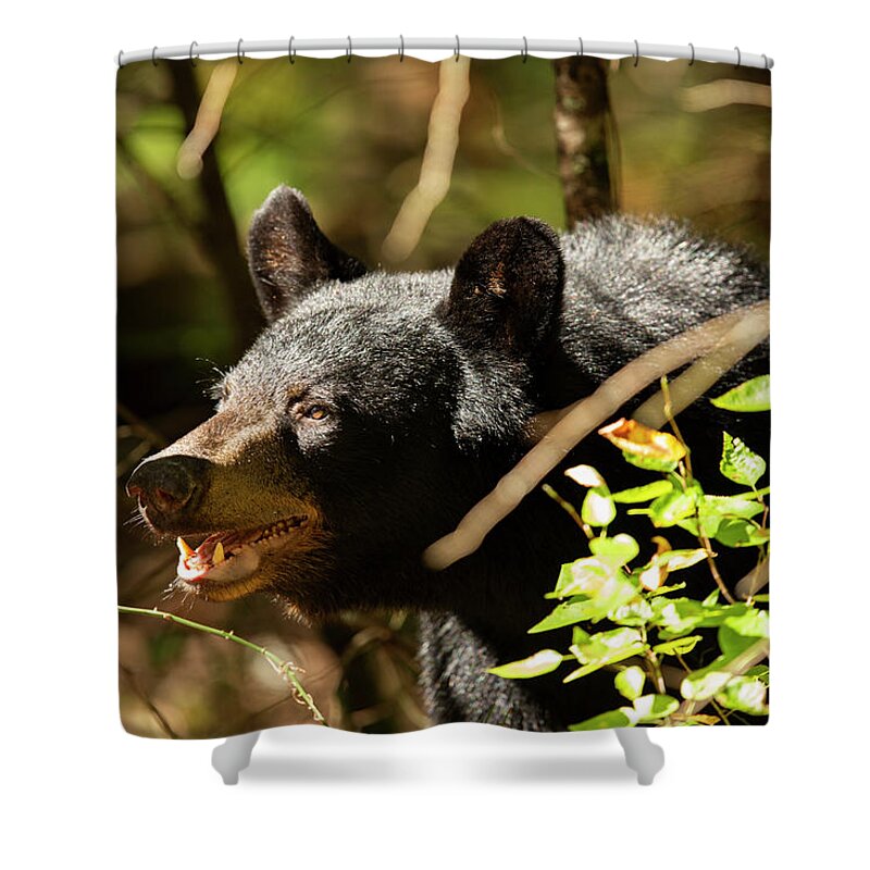 Bear Shower Curtain featuring the photograph Black Bear Portrait by Doug McPherson
