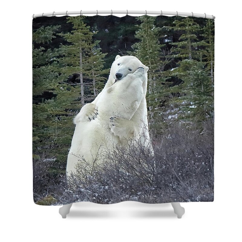 Polar Bear Shower Curtain featuring the photograph Bear Hug by Coby Cooper