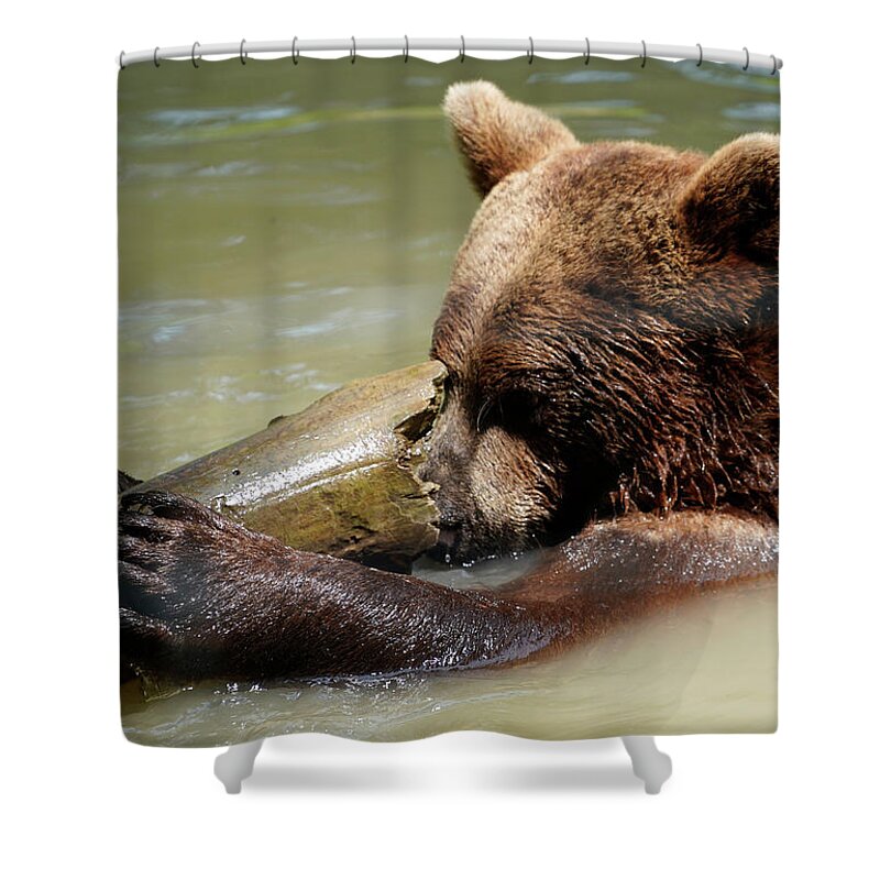 Bear Shower Curtain featuring the photograph Bear looks in Log by Rick Wilking
